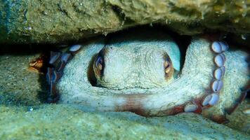 Nahansicht Aussicht von ein verbreitet Tintenfisch vulgaris Schwimmen Unterwasser, Makro Porträt unter Wasser foto