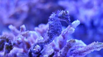 Nahansicht verbreitet bunt Seepferdchen oder Hippocampus guttulatus Schwimmen unter Wasser, Leben im Meer foto