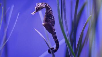 Nahansicht verbreitet bunt Seepferdchen oder Hippocampus guttulatus Schwimmen unter Wasser, Leben im Meer foto