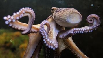 Nahansicht Aussicht von ein verbreitet Tintenfisch vulgaris Schwimmen Unterwasser, Makro Porträt unter Wasser foto