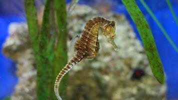 Nahansicht verbreitet bunt Seepferdchen oder Hippocampus guttulatus Schwimmen unter Wasser, Leben im Meer foto