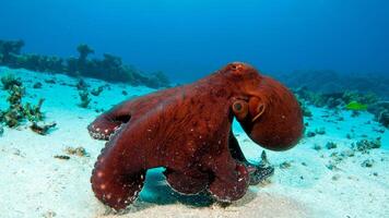 Nahansicht Aussicht von ein verbreitet Tintenfisch vulgaris Schwimmen Unterwasser, Makro Porträt unter Wasser foto