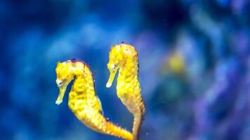 Nahansicht verbreitet bunt Seepferdchen oder Hippocampus guttulatus Schwimmen unter Wasser, Leben im Meer foto