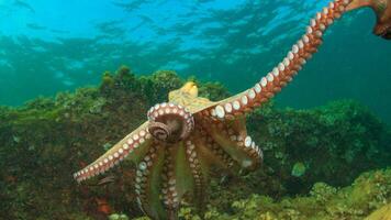 Nahansicht Aussicht von ein verbreitet Tintenfisch vulgaris Schwimmen Unterwasser, Makro Porträt unter Wasser foto