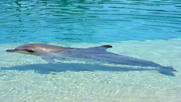 jung neugierig Flaschen Nase Delfin lächelt, spielerisch verbreitet Tursiops truncatus Nahansicht Schwimmen unter Wasser. Springen aus von Wasser foto