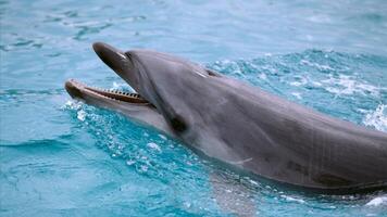 jung neugierig Flaschen Nase Delfin lächelt, spielerisch verbreitet Tursiops truncatus Nahansicht Schwimmen unter Wasser. Springen aus von Wasser foto