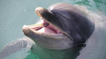 jung neugierig Flaschen Nase Delfin lächelt, spielerisch verbreitet Tursiops truncatus Nahansicht Schwimmen unter Wasser. Springen aus von Wasser foto