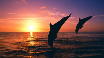 jung neugierig Flaschen Nase Delfin lächelt, spielerisch verbreitet Tursiops truncatus Nahansicht Schwimmen unter Wasser. Springen aus von Wasser foto