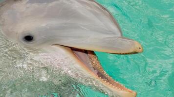 jung neugierig Flaschen Nase Delfin lächelt, spielerisch verbreitet Tursiops truncatus Nahansicht Schwimmen unter Wasser. Springen aus von Wasser foto