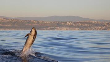 jung neugierig Flaschen Nase Delfin lächelt, spielerisch verbreitet Tursiops truncatus Nahansicht Schwimmen unter Wasser. Springen aus von Wasser foto