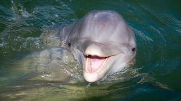 jung neugierig Flaschen Nase Delfin lächelt, spielerisch verbreitet Tursiops truncatus Nahansicht Schwimmen unter Wasser. Springen aus von Wasser foto