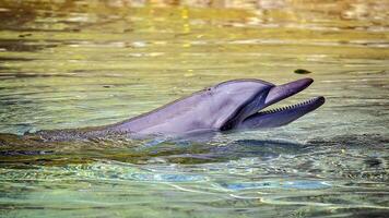 jung neugierig Flaschen Nase Delfin lächelt, spielerisch verbreitet Tursiops truncatus Nahansicht Schwimmen unter Wasser. Springen aus von Wasser foto