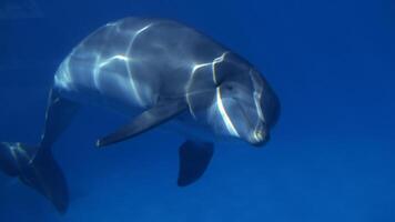 jung neugierig Flaschen Nase Delfin lächelt, spielerisch verbreitet Tursiops truncatus Nahansicht Schwimmen unter Wasser. Springen aus von Wasser foto