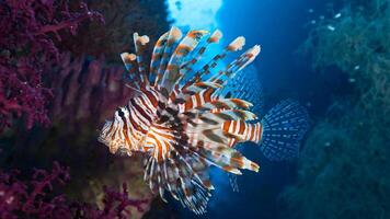 Feuerfisch oder pterois, ein schön räuberisch Löwe Fisch schwimmt im Suche von Essen unter Wasser foto