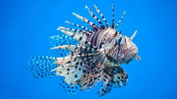 Feuerfisch oder pterois, ein schön räuberisch Löwe Fisch schwimmt im Suche von Essen unter Wasser foto