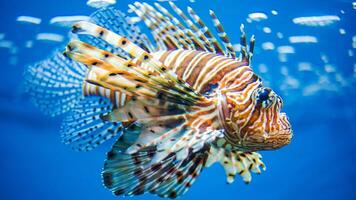 Feuerfisch oder pterois, ein schön räuberisch Löwe Fisch schwimmt im Suche von Essen unter Wasser foto