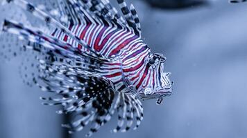 Feuerfisch oder pterois, ein schön räuberisch Löwe Fisch schwimmt im Suche von Essen unter Wasser foto