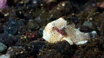 Anglerfisch Antenne. tolle unter Wasser Welt, Frosch Fisch Marine Kreatur foto