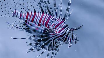 Feuerfisch oder pterois, ein schön räuberisch Löwe Fisch schwimmt im Suche von Essen unter Wasser foto