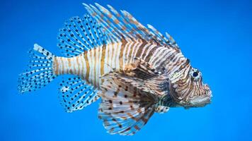 Feuerfisch oder pterois, ein schön räuberisch Löwe Fisch schwimmt im Suche von Essen unter Wasser foto