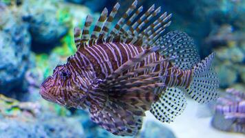 Feuerfisch oder pterois, ein schön räuberisch Löwe Fisch schwimmt im Suche von Essen unter Wasser foto