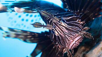 Feuerfisch oder pterois, ein schön räuberisch Löwe Fisch schwimmt im Suche von Essen unter Wasser foto