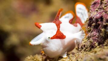 Anglerfisch Antenne. tolle unter Wasser Welt, Frosch Fisch Marine Kreatur foto