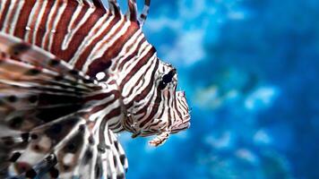 Feuerfisch oder pterois, ein schön räuberisch Löwe Fisch schwimmt im Suche von Essen unter Wasser foto