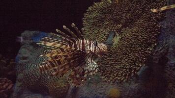 Feuerfisch oder pterois, ein schön räuberisch Löwe Fisch schwimmt im Suche von Essen unter Wasser foto