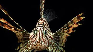 Feuerfisch oder pterois, ein schön räuberisch Löwe Fisch schwimmt im Suche von Essen unter Wasser foto