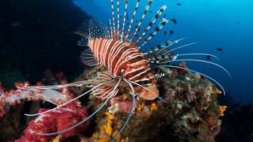 Feuerfisch oder pterois, ein schön räuberisch Löwe Fisch schwimmt im Suche von Essen unter Wasser foto