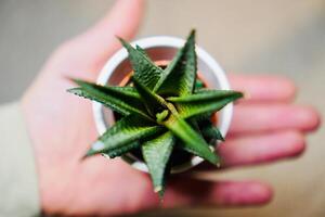 ein klein Vase mit Aloe vera gehaltenen durch ein Hand foto