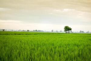 klein Hütte mit großartig Blatt Dach im das Center von Reis Feld. Schönheit Landschaft im Natur Indonesien foto