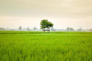 klein Hütte mit großartig Blatt Dach im das Center von Reis Feld. Schönheit Landschaft im Natur Indonesien foto