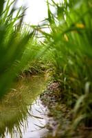 schließen oben Paddy Pflanze und Bewässerung Reis Feld foto