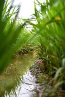schließen oben Paddy Pflanze und Bewässerung Reis Feld foto