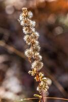 getrocknet Wildblume im Herbst foto