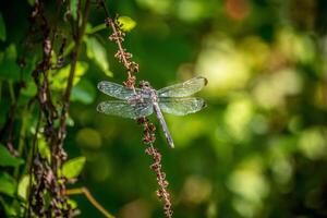 groß Libelle thront foto