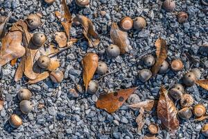 Eicheln und Blätter auf das Boden foto