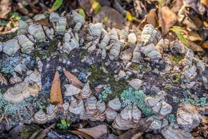 Halterung Pilze wachsend auf ein Log foto