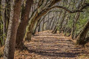 Weg im ein Tunnel von Bäume foto