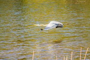 Blaureiher im Flug foto