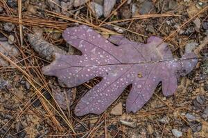 Herbst Blatt mit Regentropfen foto