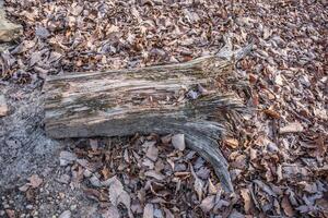 verwittert Baum Kofferraum auf das Boden foto