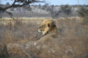 männlich schwarz besetzt Kalahari Löwe foto