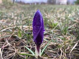 Blumen wuchs im Frühling auf ein Sommer- Hütte foto