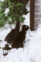 ein schwarz Hase im künstlich Schnee in der Nähe von das Spiegel sieht aus weg. das Symbol von das Jahr im Schnee Dekorationen foto