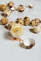 ein Wachtel Hähnchen Schielen unter das Wachtel Eier. Geflügel Landwirtschaft im Inkubatoren foto