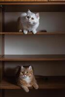 zwei britisch gezüchtet inländisch Katzen aussehen beim jeder andere von anders Regale von das Wandschrank foto