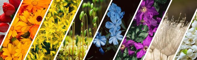 das Blume Banner ist im das bestellen von das Farben von das Regenbogen. ein hell Startseite zum Floristen foto